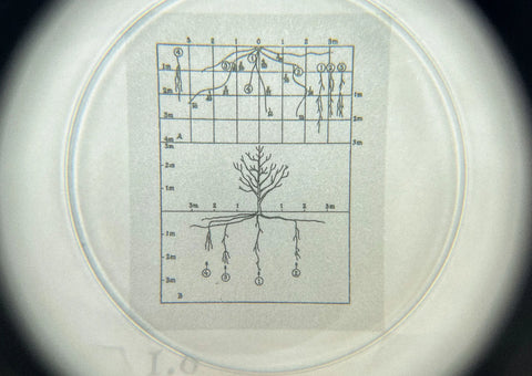 Vol. 7: Seeds and Structures